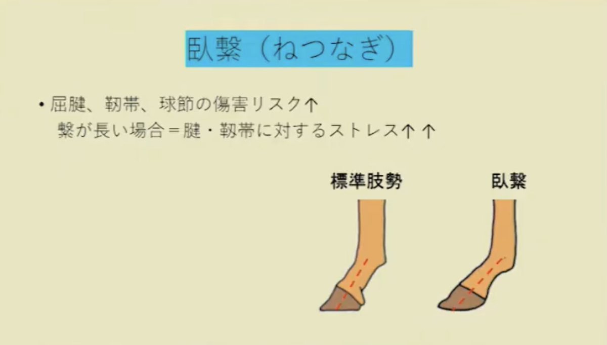 kyousouba1chan's tweet photo. 馬学講座
繋ぎと飛節 https://t.co/QzvJK6GVHL