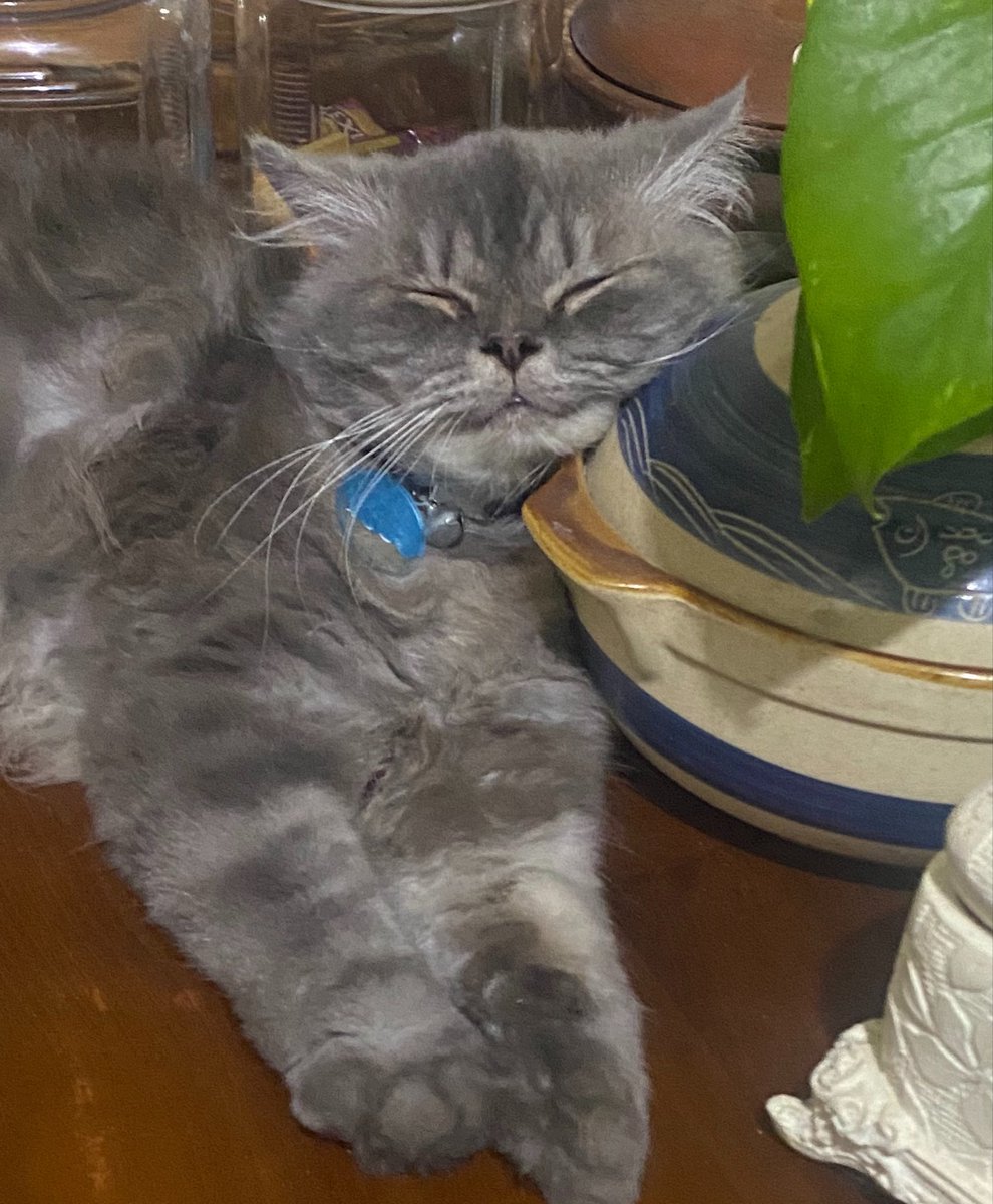 syalenzji's tweet photo. kucing w mengalihkan fungsi benda apapun jadi bantal yang penting pala nya parkir https://t.co/FFHnTSeLpg