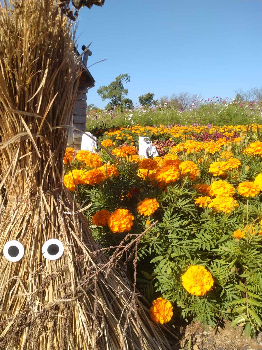 kanagarden_2010's tweet photo. 「畑のHALLOWEEN PARTY」植物紹介
つづいては、「マリーゴールド」のご紹介！
 
お花がちょっと大きめで見ごたえがあるのが、「マリーゴールド　エンデュランス」　
 
シンプルな一重がかわいらしい 、「マリーゴールド　ディスコ」

次回もお楽しみに！

#花菜ガーデン https://t.co/esZQOsS6Ow