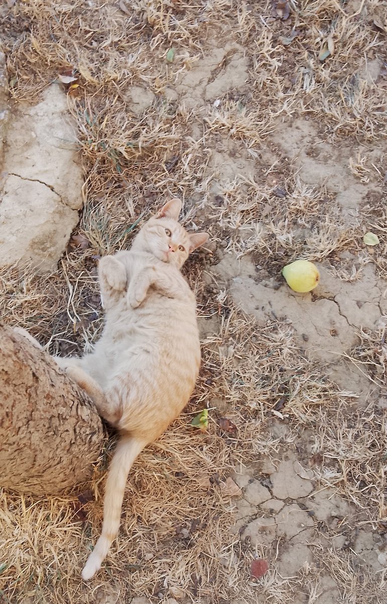 miaulycatreal's tweet photo. I guess I will just lay down here while you market your slop https://t.co/kkTjjQIosx