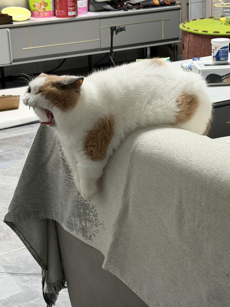 nocontextscats's tweet photo. AAAAAAAAAAAAAA https://t.co/ADCkiNcc7G