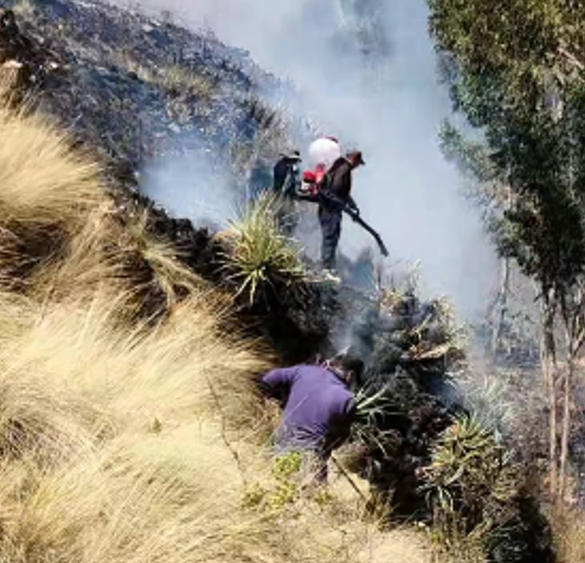 COENPeru's tweet photo. 🚨 Actualización | Puno: @cgbvpoficial, con apoyo de pobladores de la zona, continúan los trabajos de control y extinción del #IncendioForestal iniciado el 10/10 que afecta las comunidades Kakingora, Isla Kamaquen, Sara, Estrella y Kapani, del distrito #Calapuja, provincia Lampa. Al momento, el evento dejó 3 personas heridas, por quemaduras, quienes fueron trasladadas al Hospital III Essalud La Capilla Juliaca; además de daños a viviendas y cobertura natural. Autoridad edil continúa la #EDAN.