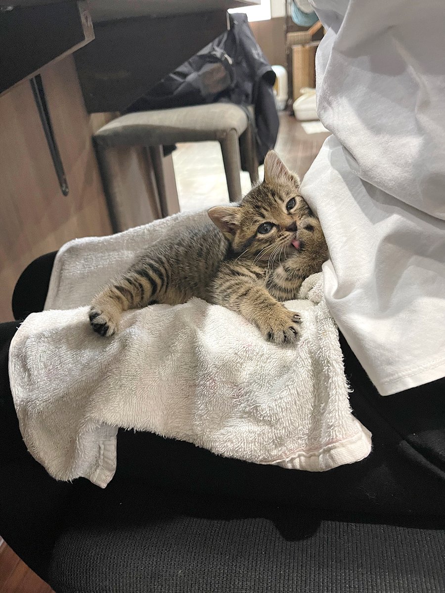 neko_fudosan's tweet photo. 【猫のいる会社で求められるスキル】
どんな状況でも仕事ができる方 https://t.co/fCo7Avy9HH