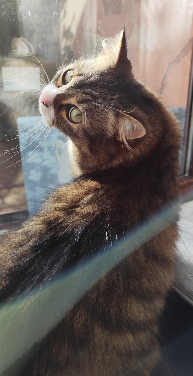 AnjataLorca's tweet photo. Hello
Tuesday today
Cooking soup 🍲 & potatoes with spinach
Physio therapy this afternoon for my knee
I've a cold 🤧 I hope be better tomorrow
Weather is cloudy ⛅
I wish you a good day❤️
Kalyssan😺is a handsome boy❤️
#Teambasement https://t.co/wDIFk9ue9b