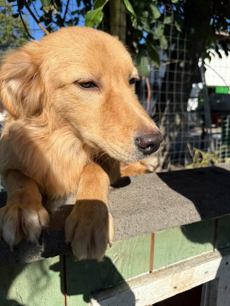 PfotenV's tweet photo. ❤️❤️KAIMUK❤️❤️1/26 geb., Golden Retriever Mix Mädchen 😍

KAIMUK  ist eine richtige Schönheit, und nicht nur das, sie ist auch noch sehr liebenswert, anhänglich, zuckersüß und sehr klug. Leider fehlt den Klinikmitarbeitern oft die Zeit, ihr Köpfchen ausreichend zu beschäftigen. https://t.co/wq6CE1UfdI
