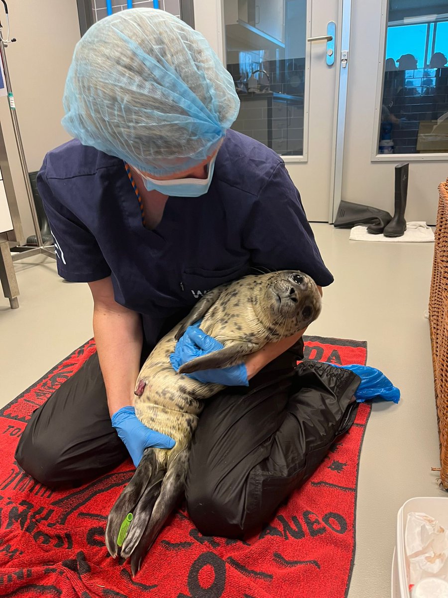 ValoRapha's tweet photo. Seals will be left without help. 🦭

Just writing this sentence makes my heart ache. 

Over 50 years ago, the seal rescue facility started treating sick, injured and orphaned seals in Pieterburen. Over the decades this rehabilitation effort has stabilized the seal population in the wadden sea, which was reduced to a very low amount in the beginning of the 70s.

Over the past decades many hardships have been overcome. Many seals fought for their life and survived because of the dedicated care of Zeehondencentrum.

In April 2025 the seal rehabilitation was moved to a new facility in Lauwersoog, after nearly 50 years of operation in the old facility in Pieterburen.

Now the WEC and Zeehondencentrum are facing bankruptcy and closing of seal rehabilitation within the next two weeks. If no miracle happens, the seals will be left without help. Seals won’t get a chance to fight for their survival.

Every bit of donation now can help to keep the seal rehabilitation alive. Please donate if you can and want to. Please share it wherever you can. Maybe YOU can reach someone who can be our miracle. 

Thank you for taking your time to read this text. 🙇 I may be just a volunteer but if you have any questions I will to my best to answer them! 

You can directly support here: 

https://t.co/buKDboQApU

The phone number is optional. The loading time seems to be a bit longer at the moment. Thank you so much! 🙇

#seal #animal #crowdfunding #アザラシ幼稚園 #news #zeehondencentrum #sealtwt #WEC #rescue