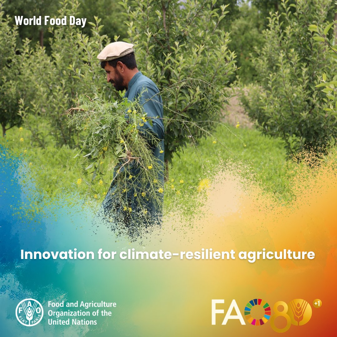 FAOAfghanistan's tweet photo. Innovation helps Afghan farmers adapt to water scarcity, reduce post-harvest losses &amp; protect natural resources.

Ahead of #WorldFoodDay, explore practical innovations &amp; approaches supporting climate-resilient agriculture in Afghanistan

Read more here 👉https://t.co/ul8Mcx1aUS https://t.co/TqRLrGyMkd
