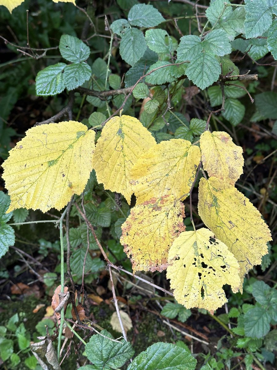 HelenIbbott's tweet photo. ..
~ “Autumn Colour Pops.” ~ 🥾
📱 My own.
🫶🏼 #VillageLife
🍂 #AutumnIsHere https://t.co/cY09o2cW8B