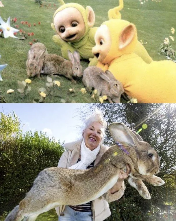 Rainmaker1973's tweet photo. The rabbits used for the Teletubbies were Giant Flemish Rabbits, the largest rabbit species in the world and were used to make the Teletubbies look smaller in comparison. https://t.co/MfrWKXcjRl