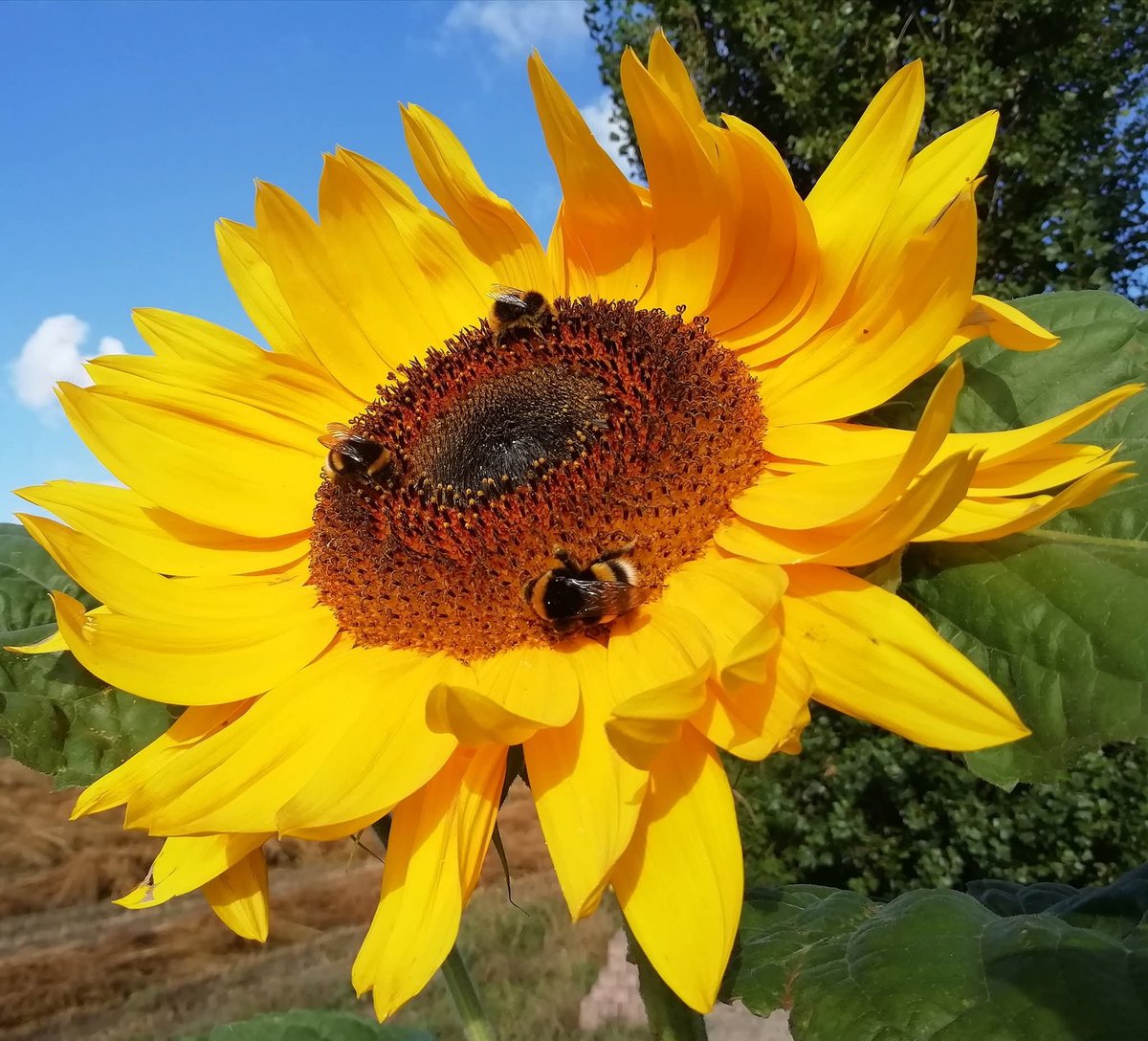 HettieZurMuhlen's tweet photo. Krijgertje πππ
#MiniWereld #Fot_O_ktober @jolandabrwr #zonnebloem https://t.co/uIxgMFpd4W