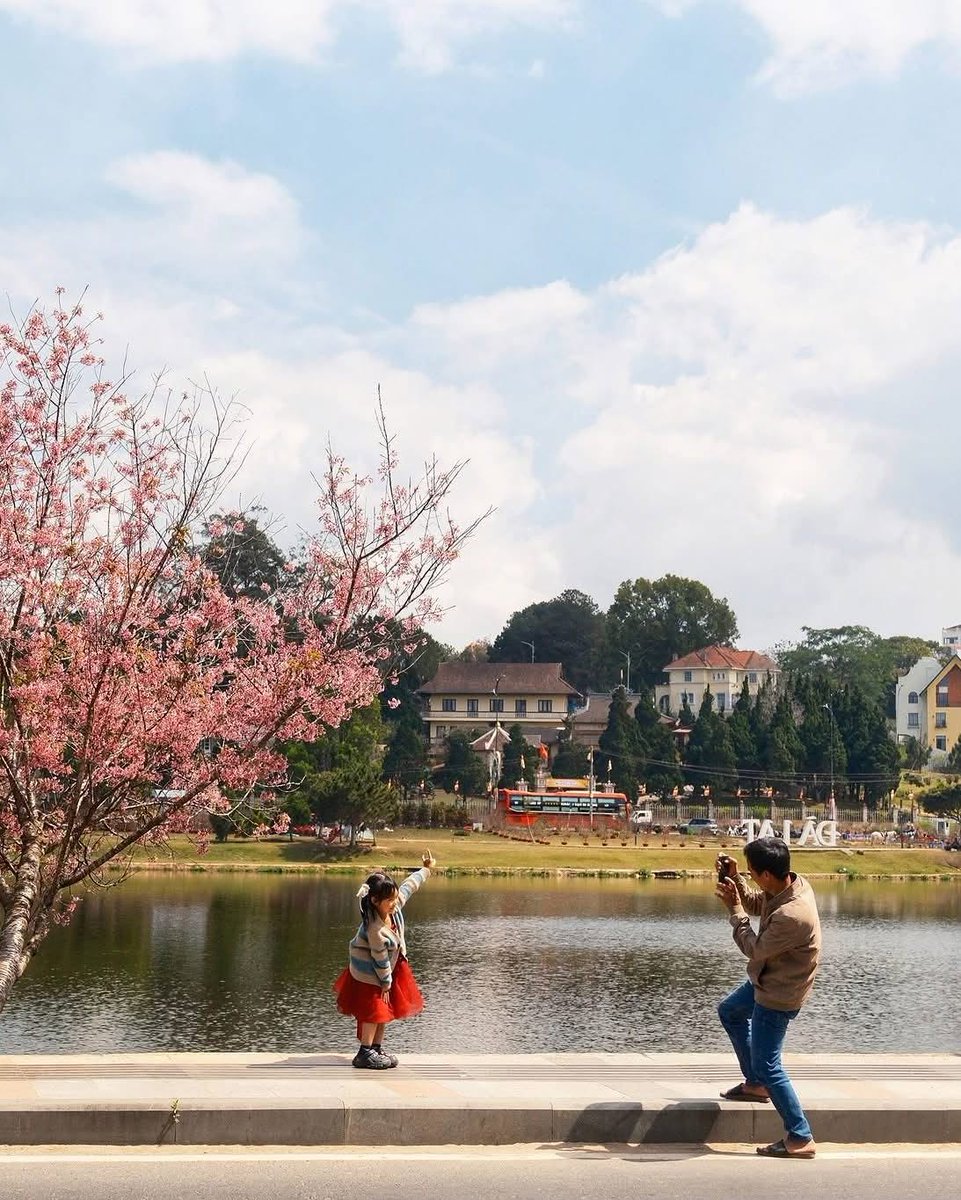 fatimarosel's tweet photo. Mùa mai anh đào ở Đà Lạt năm nay thực sự đạt đỉnh: rực rỡ, thơ mộng và khiến ai cũng muốn ngắm mãi. https://t.co/Bc736vSqC1