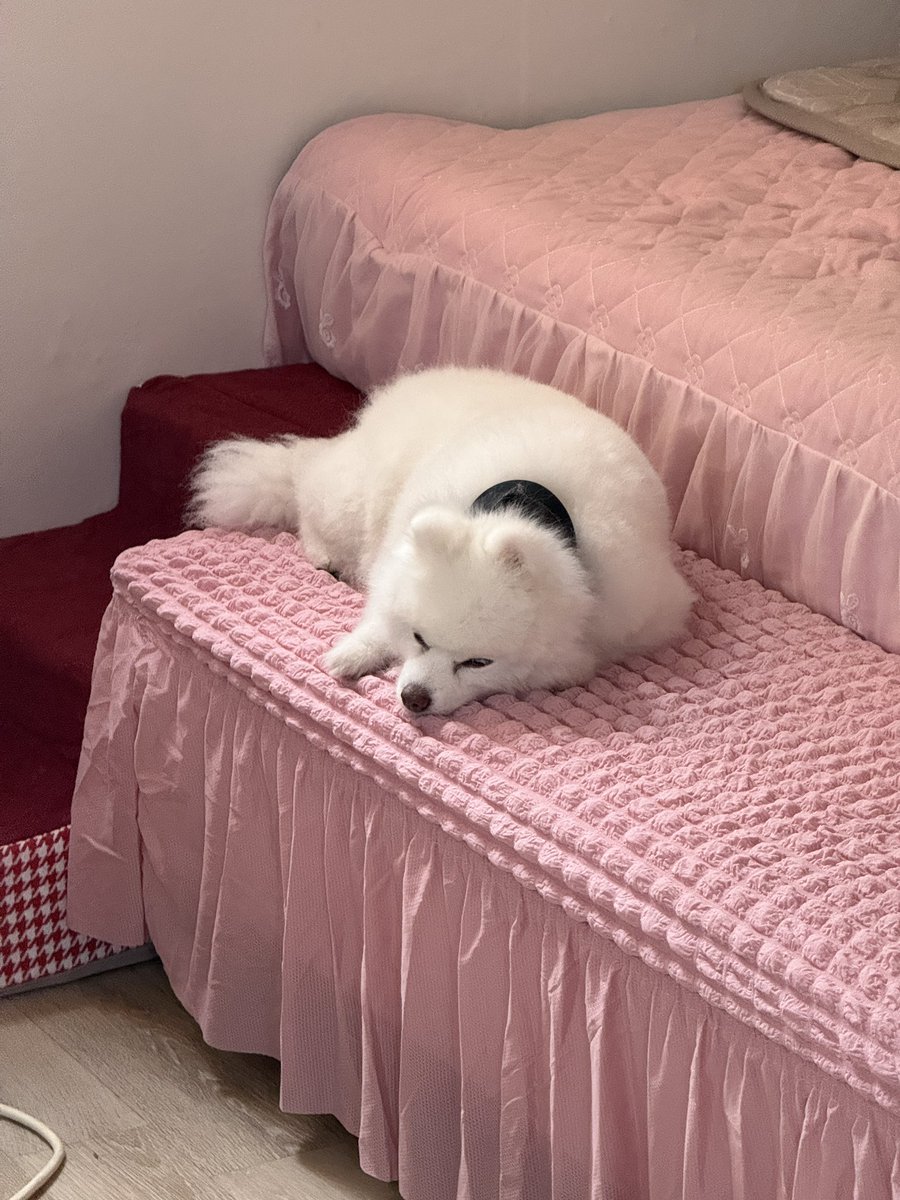 rainrooo's tweet photo. 어제 이사 대충 다 했는데 
나 집이랑 어색해서ㅠ
한시간에 한번씩 깨다… 
솜이는 어제 짐정리 대충 하니 기절잠….ㅌㅌㅋ https://t.co/XMYzxzNAKY