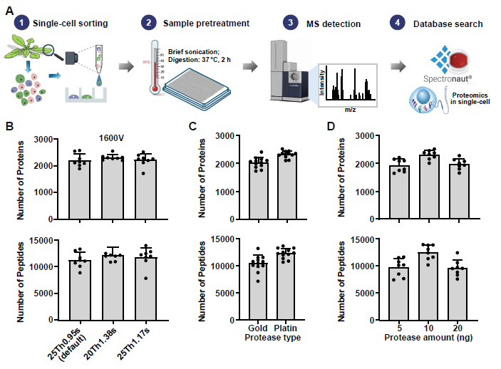 MPlantPCom's tweet photo. Deep single-cell proteomics reveals cellular heterogeneity in the cold response of Arabidopsis leaves #resource #PlantCommunications https://t.co/xHxGcKGZPC https://t.co/EUQFO8UnZN