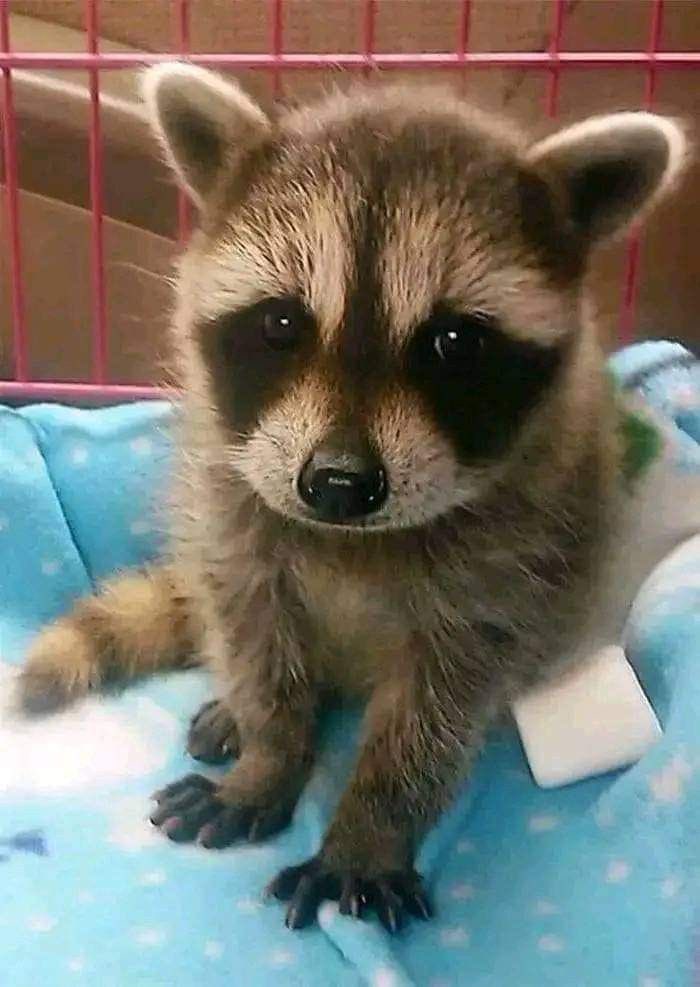 madisonnanimals's tweet photo. 🐾 https://t.co/Vfxsse5oG6