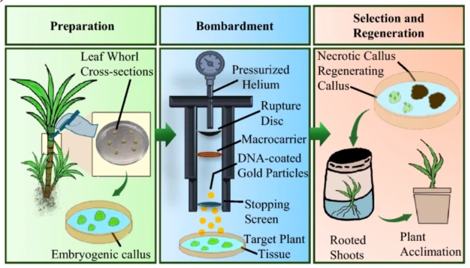 PlantCellRep's tweet photo. NEW ONLINE: mTREX2 co-expression promotes large deletions in CRISPR/Cas12a editing of the highly polyploid sugarcane genome https://t.co/8mWKRa0pyx https://t.co/zgvW9w9Ckd