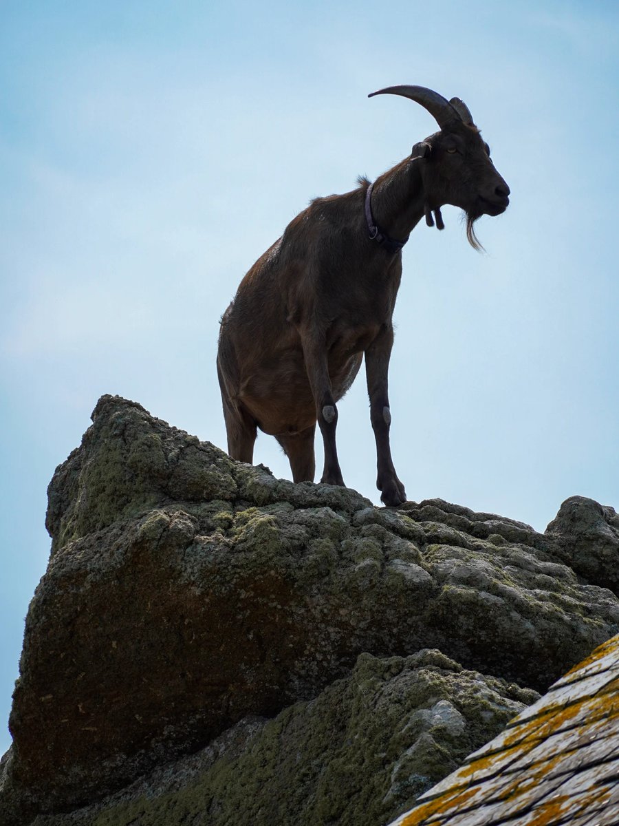 joadesiree's tweet photo. King of the cliffs. https://t.co/4hrGM6N1cO