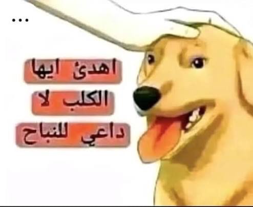 ok3v_'s tweet photo. @senorita08a @z_uaeix @7zalhx @_proudKSA_ لا تنابحين وايد 😂😂😂😂😂😂😂😂😂 https://t.co/40EoPSrG3e