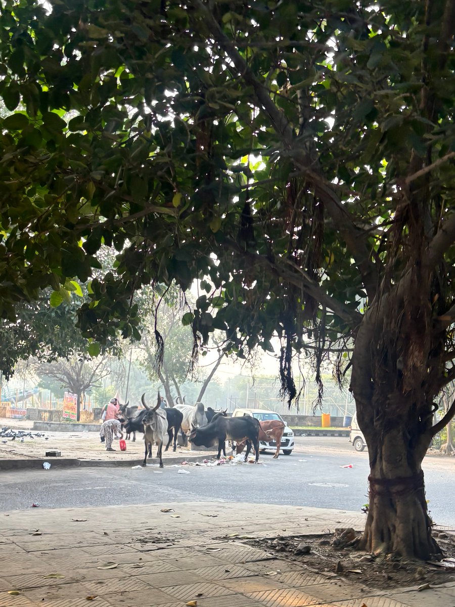 mmuditt's tweet photo. @DC_NGZMCD @Bijen_Balhara @LtGovDelhi @CMODelhi @gupta_rekha @MCD_Delhi @SBM_MCD 13/10/2026
They are back today https://t.co/qtYCh24vuC