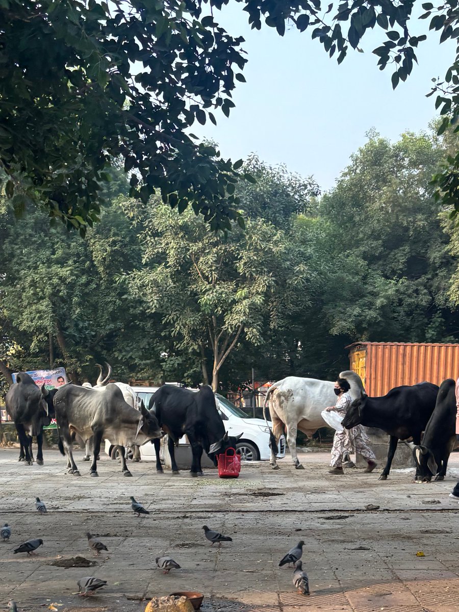 mmuditt's tweet photo. @DC_NGZMCD @Bijen_Balhara @LtGovDelhi @CMODelhi @gupta_rekha @MCD_Delhi @SBM_MCD 13/10/2026
They are back today https://t.co/qtYCh24vuC