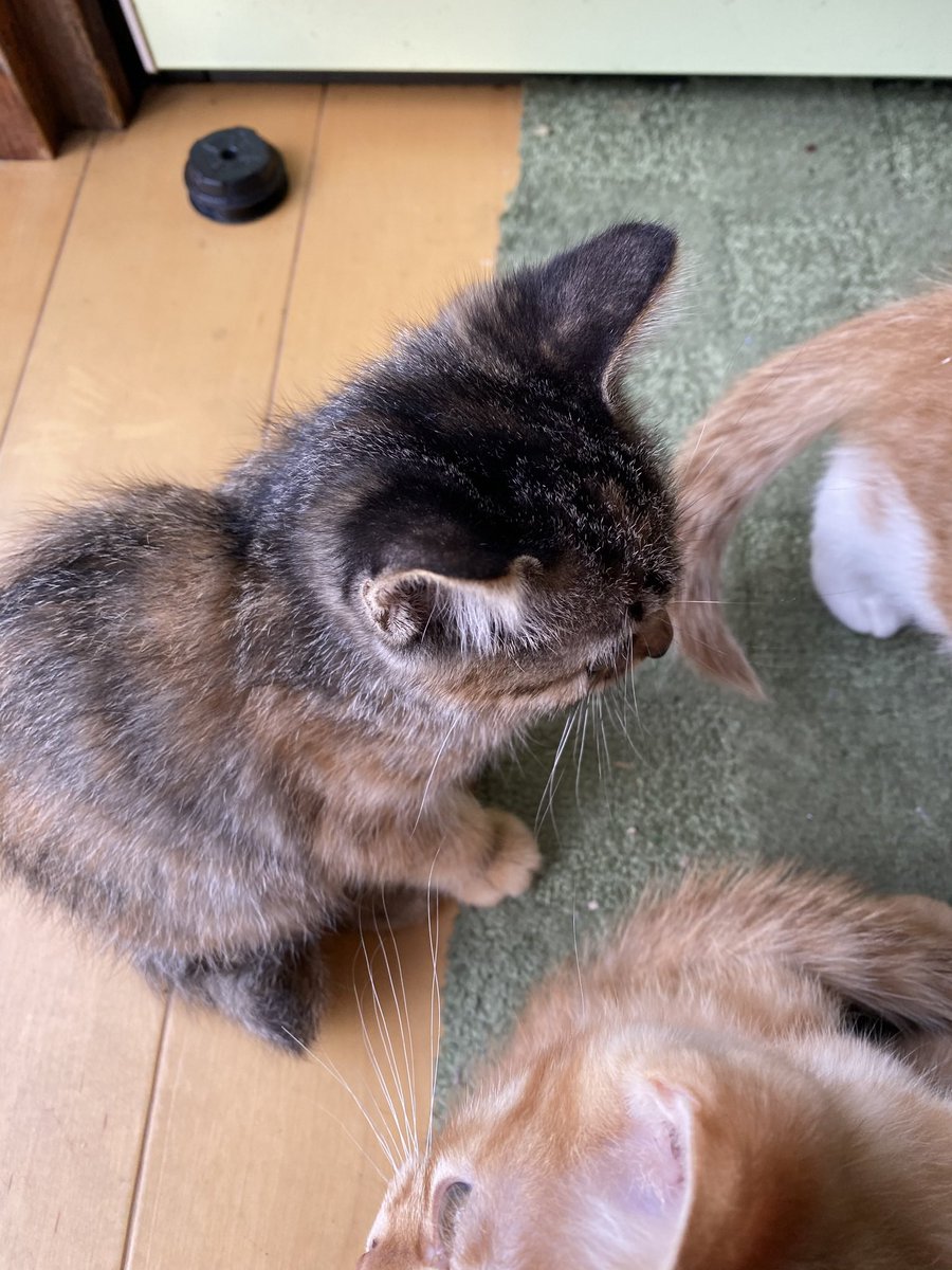 ReonCatCat's tweet photo. きょうの６年前にみーちゃんとゆずの存在を知った日✨みかんとゆずに一目惚れした日☺️18日に会いに行き23日に家族になったんだよ☺️ https://t.co/RFgAuQ9Nvh