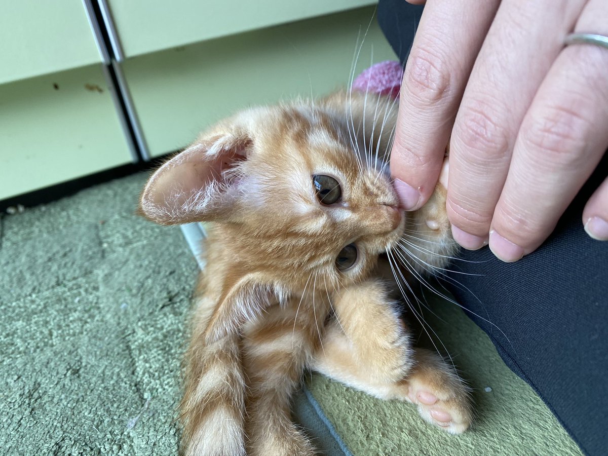 ReonCatCat's tweet photo. きょうの６年前にみーちゃんとゆずの存在を知った日✨みかんとゆずに一目惚れした日☺️18日に会いに行き23日に家族になったんだよ☺️ https://t.co/RFgAuQ9Nvh