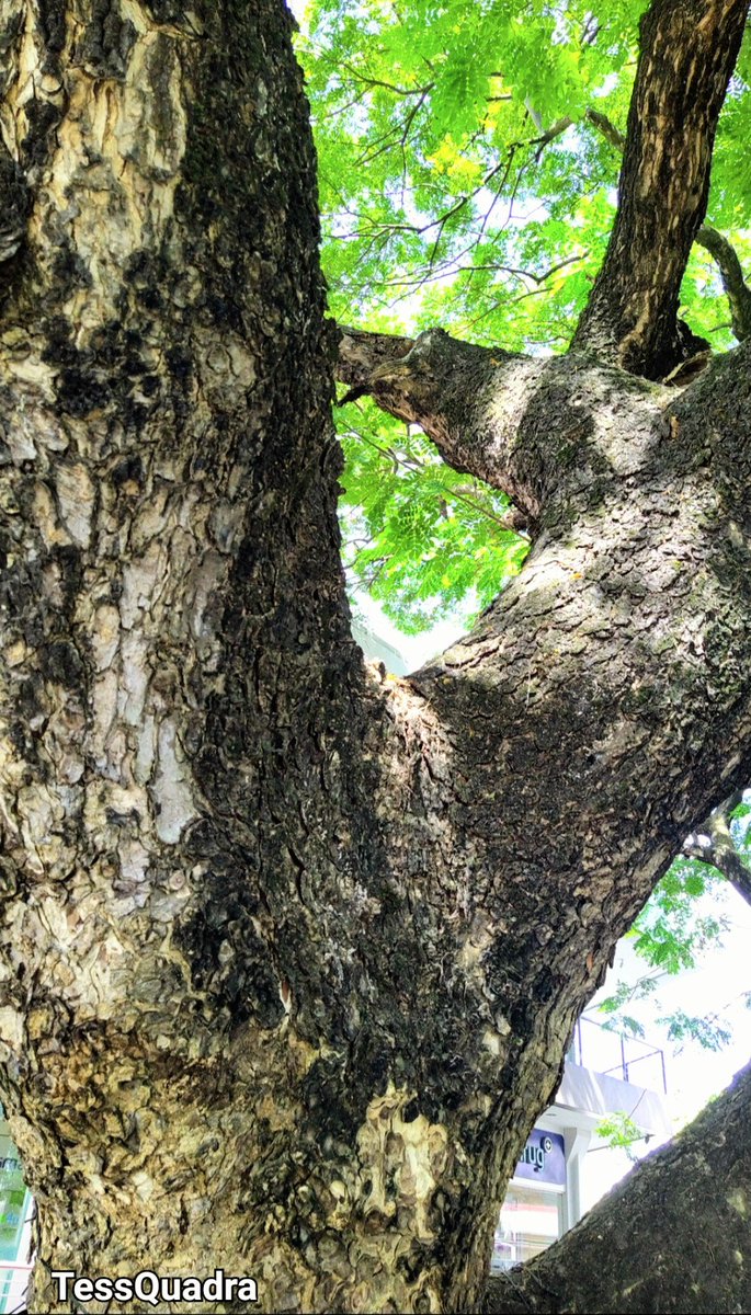 TessQuadra's tweet photo. #TuesdayTrees
To be without trees would 
in the most literal way,
Be without our roots.
Seeing them bath in morning light is like watching our
own spirit wake up❇️🌳🍃 https://t.co/KPAxK4LLcG