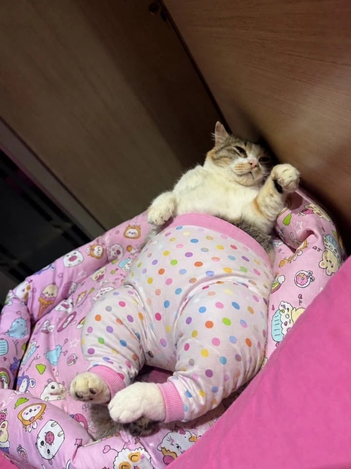 june_kyuuu's tweet photo. 고양이들 배바지 입은 사진 보면 너무 웃김
되게 푸근하고 거의 다 뚱뚱까스들임 https://t.co/uAqMK4NKjY