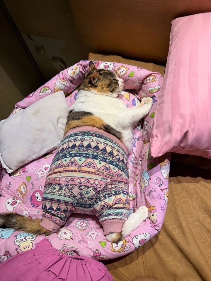 june_kyuuu's tweet photo. 고양이들 배바지 입은 사진 보면 너무 웃김
되게 푸근하고 거의 다 뚱뚱까스들임 https://t.co/uAqMK4NKjY