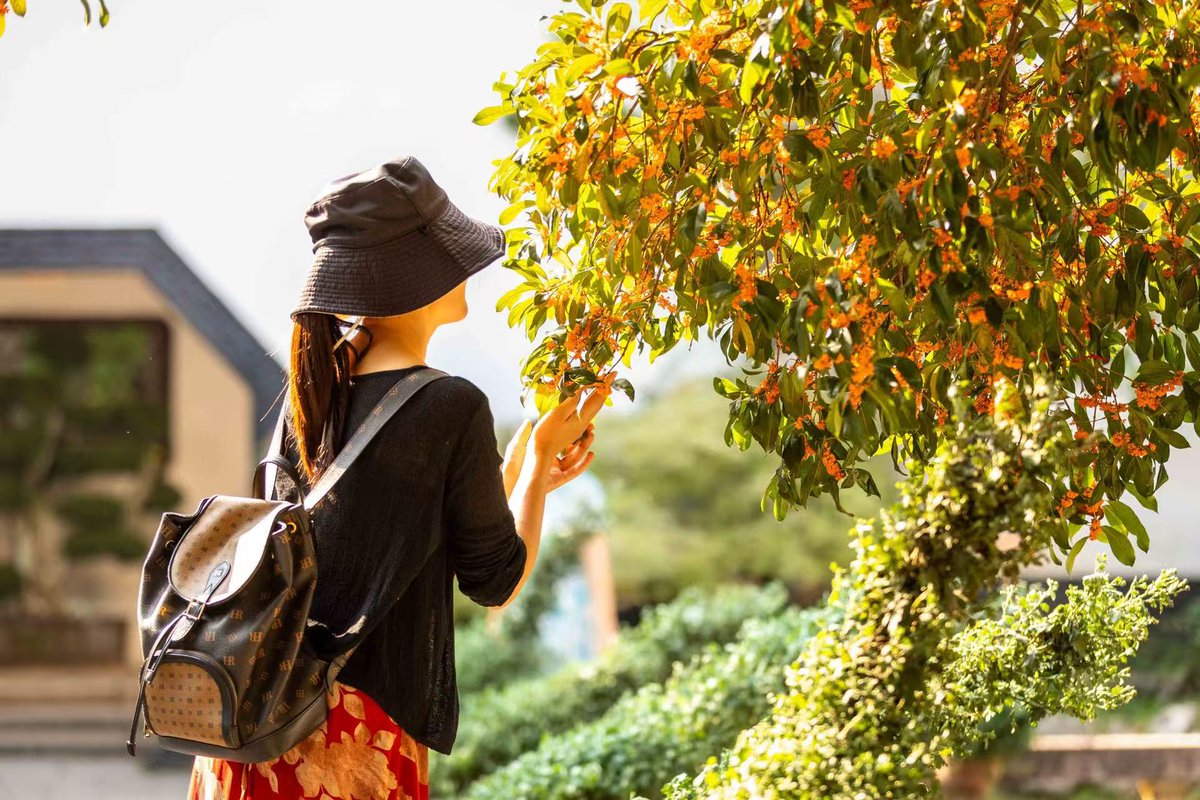 GoSongjiang's tweet photo. Zuibaichi Park comes alive with fully bloomed #osmanthus. Tiny golden #blossoms speckle its boughs, like stardust strewn across the branches. Sweet fragrance drifts through the garden — a precious gift of autumn. #autumnvibes #Songjiang https://t.co/jxV6OYr8It