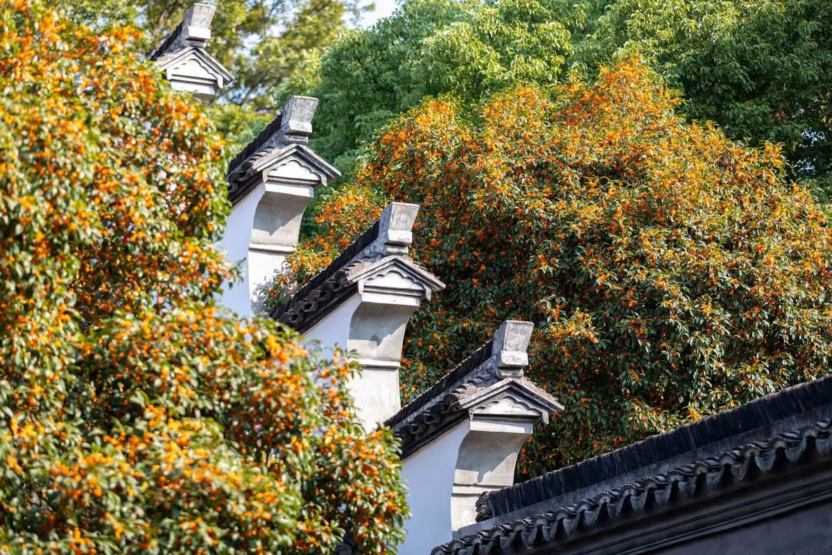 GoSongjiang's tweet photo. Zuibaichi Park comes alive with fully bloomed #osmanthus. Tiny golden #blossoms speckle its boughs, like stardust strewn across the branches. Sweet fragrance drifts through the garden — a precious gift of autumn. #autumnvibes #Songjiang https://t.co/jxV6OYr8It