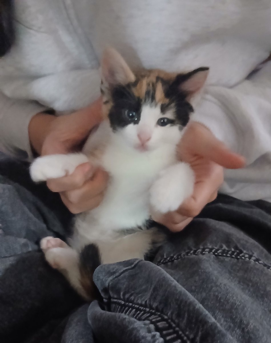 JustJullyzyz's tweet photo. 🐈🐱 #kittens #cats https://t.co/heB4xCysZi