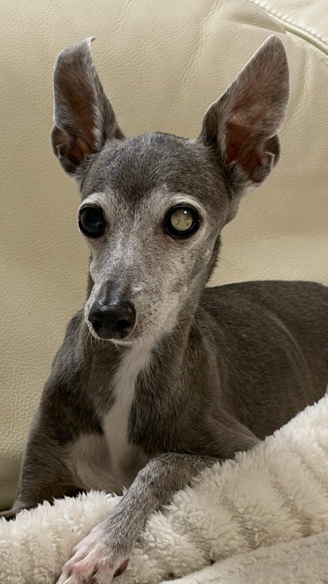 privateeye_pet's tweet photo. 【迷子犬を探しています‼️】

神奈川県川崎市中原区・高津区付近にて

10月12日から行方不明になりました💦

目撃した方はリプライやDMをいただけますと幸いです🙇‍♂️

名前：チェルシー
性別：メス（避妊済）
年齢：14歳
特徴：首輪なし
　　　人懐こい
           目と耳が殆ど不自由
            かなり細い
　　　(イタリアングレーハウンド)

#迷子犬 #犬 #迷い犬 #神奈川県 #川崎市 #拡散希望 #迷子ペットを守りたい