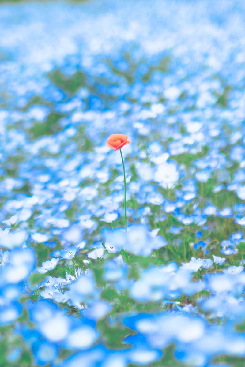 66___boc's tweet photo. 心に花を、言葉に愛を。 https://t.co/fH7fzl4RkW