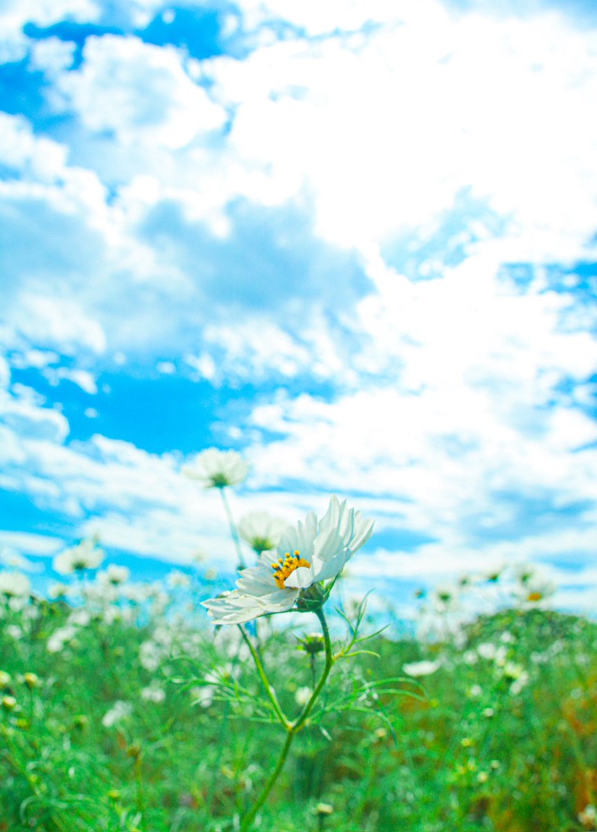 66___boc's tweet photo. 心に花を、言葉に愛を。 https://t.co/fH7fzl4RkW