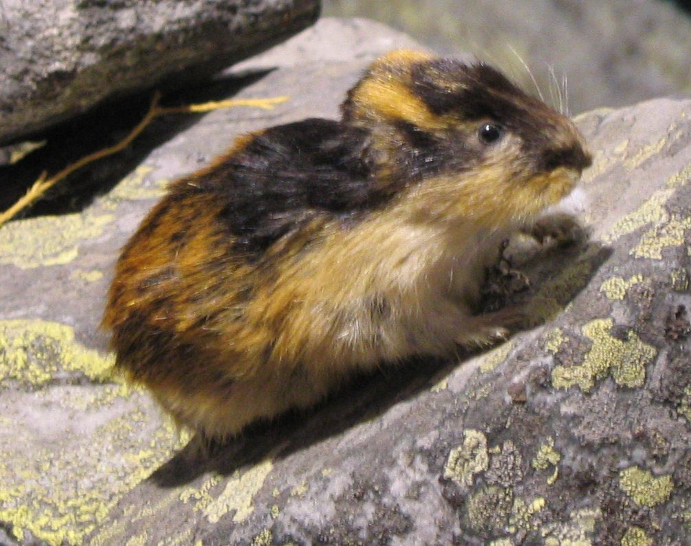 r1999_udimos's tweet photo. Today’s udimo of the day is Windsong!! 🦫📐

Windsong’s udimo is a lemming!! Apparently it is also a popular myh that they explode when angry?? Obviously this myth is false, but they have been shown to be aggressive and confront animals larger than them. https://t.co/r9SUrtuhms