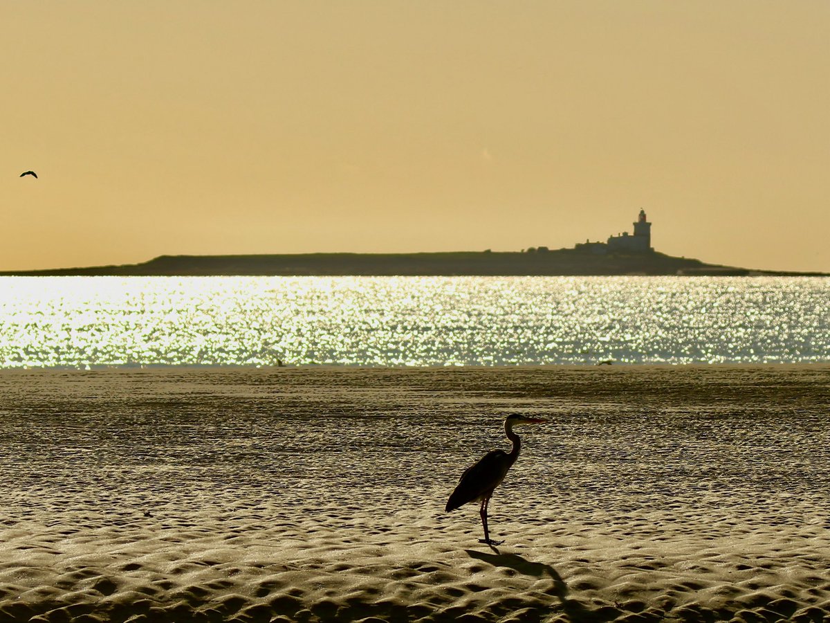 TomCadwallender's tweet photo. ‘Grey Heron goes to the beach’. https://t.co/8XZAyynhSY