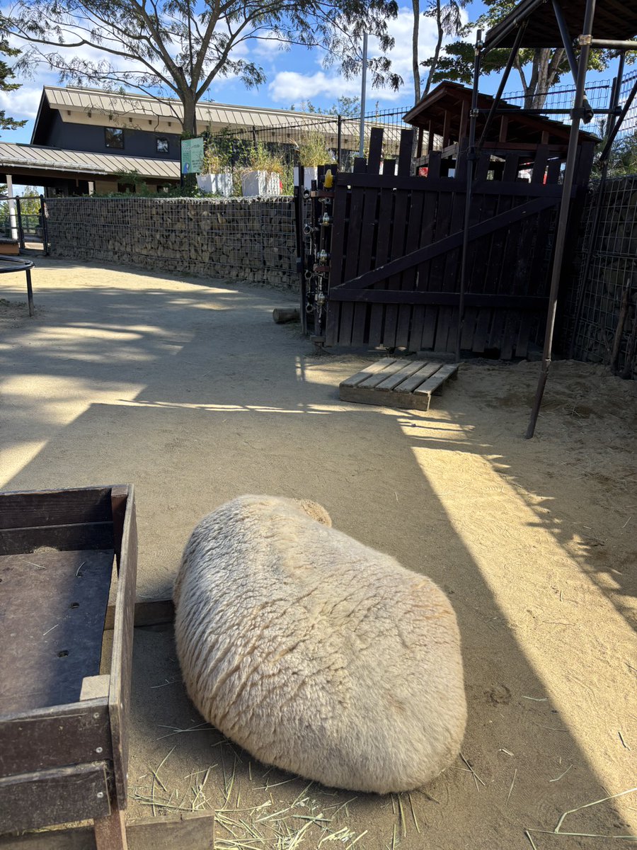 sendaisiyagiya's tweet photo. 大きな毛玉🐏

#いろは 
#ヒツジ 
#八木山動物公園フジサキの杜 https://t.co/Zi1nQ6jzOF
