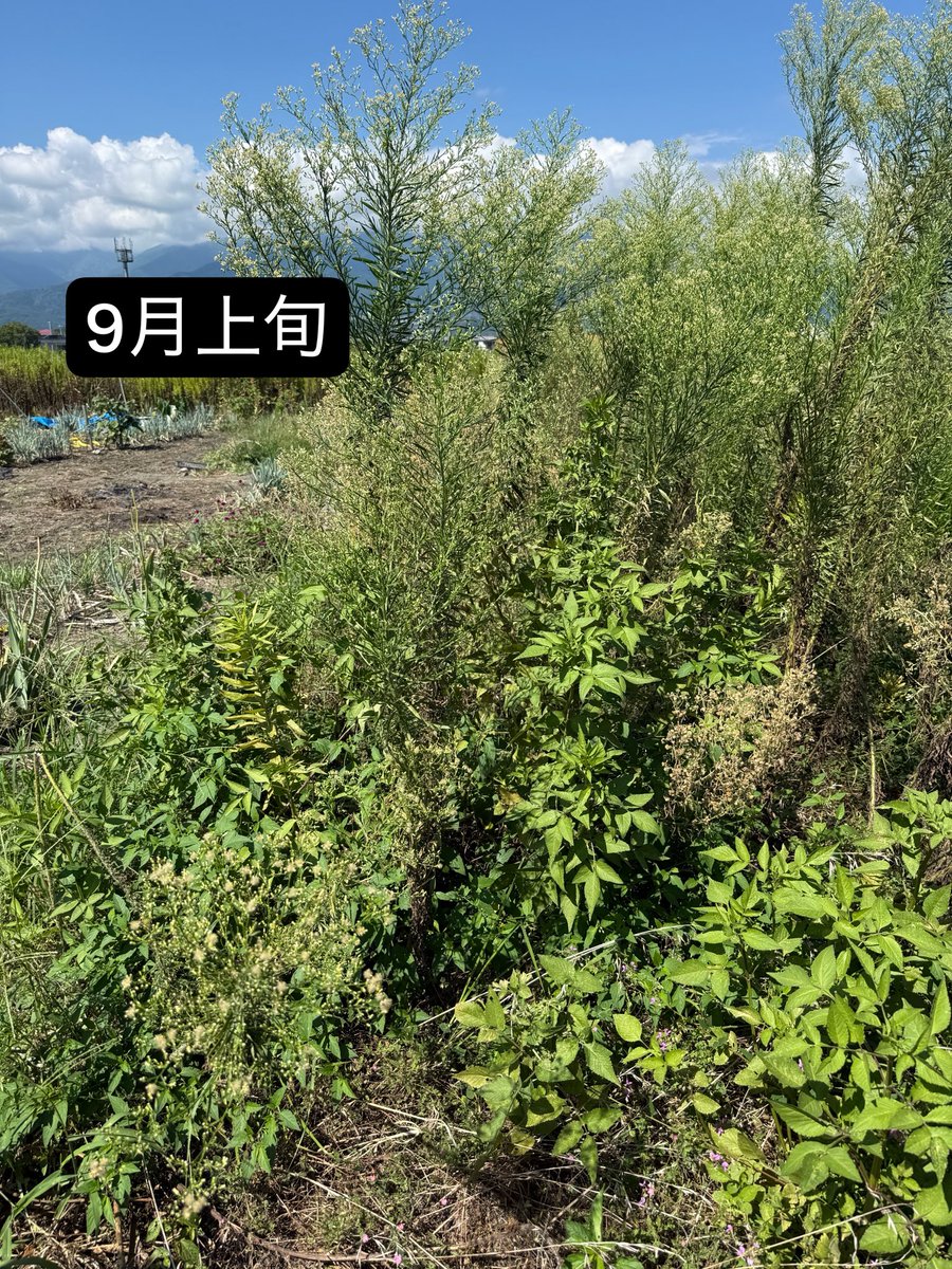 massant1429's tweet photo. 今年はいろいろあって作物を作れなかった上に、畑は草ボーボー。

ついには行政から「どうにかしてください」と言われる始末…。

一人でやることの限界を、痛感した2026年でした😢

この辺りは、またどこかで詳しく書きます📝

9月に全体の4割ほど草をむしったものの、長雨☔️で予定が合わず、そのまま10月へ。

納期やら何やらで行けずにいたところ……

この三連休、救世主が現れました😲

続く。