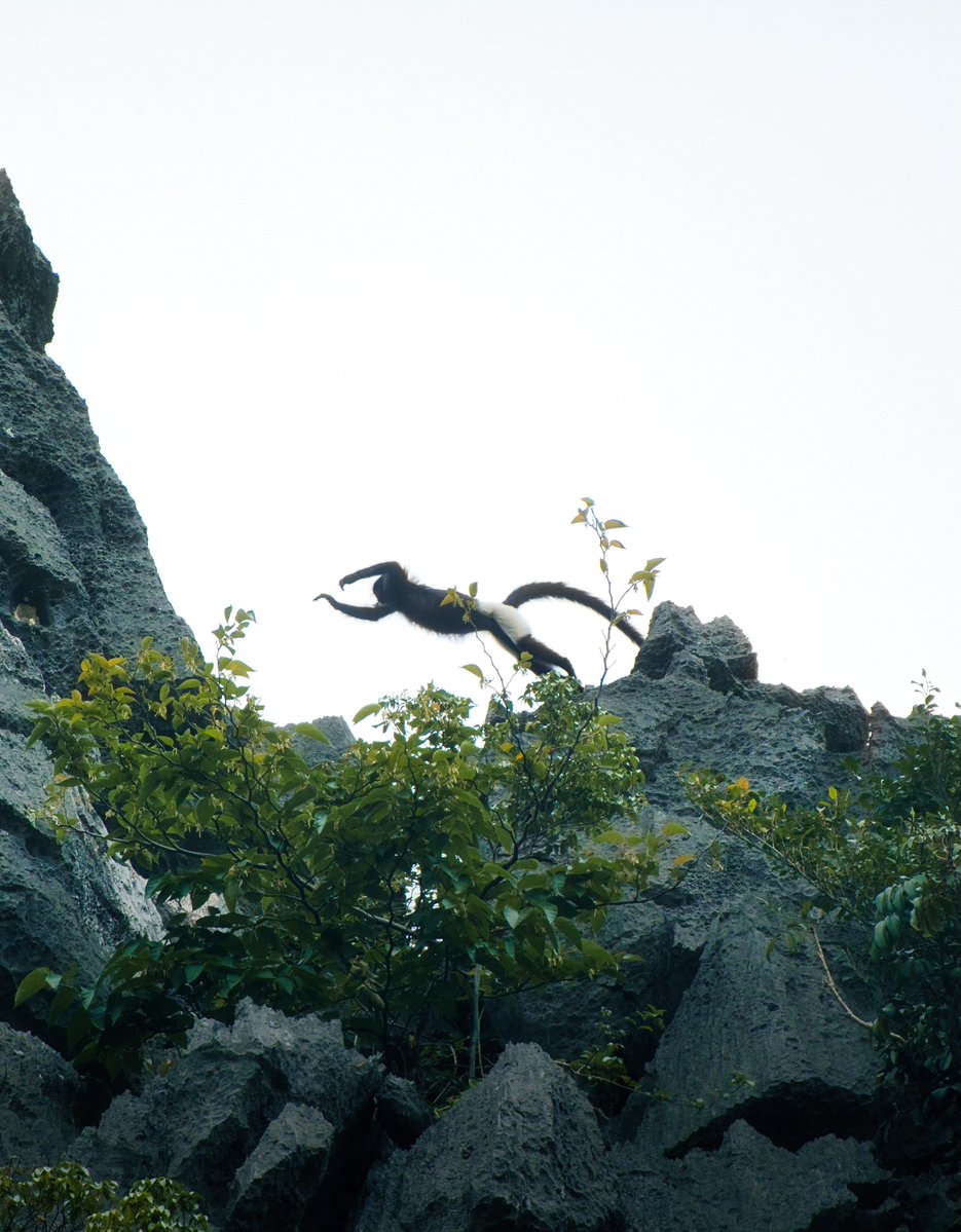 mettecordius's tweet photo. Fewer than 300 Delacour’s langurs remain. In Van Long, Vietnam, I finally saw them: black bodies, white legs, high on limestone cliffs. Rare, calm, and unaware they’re among Earth’s most endangered monkeys. https://t.co/MNnJBXpylr