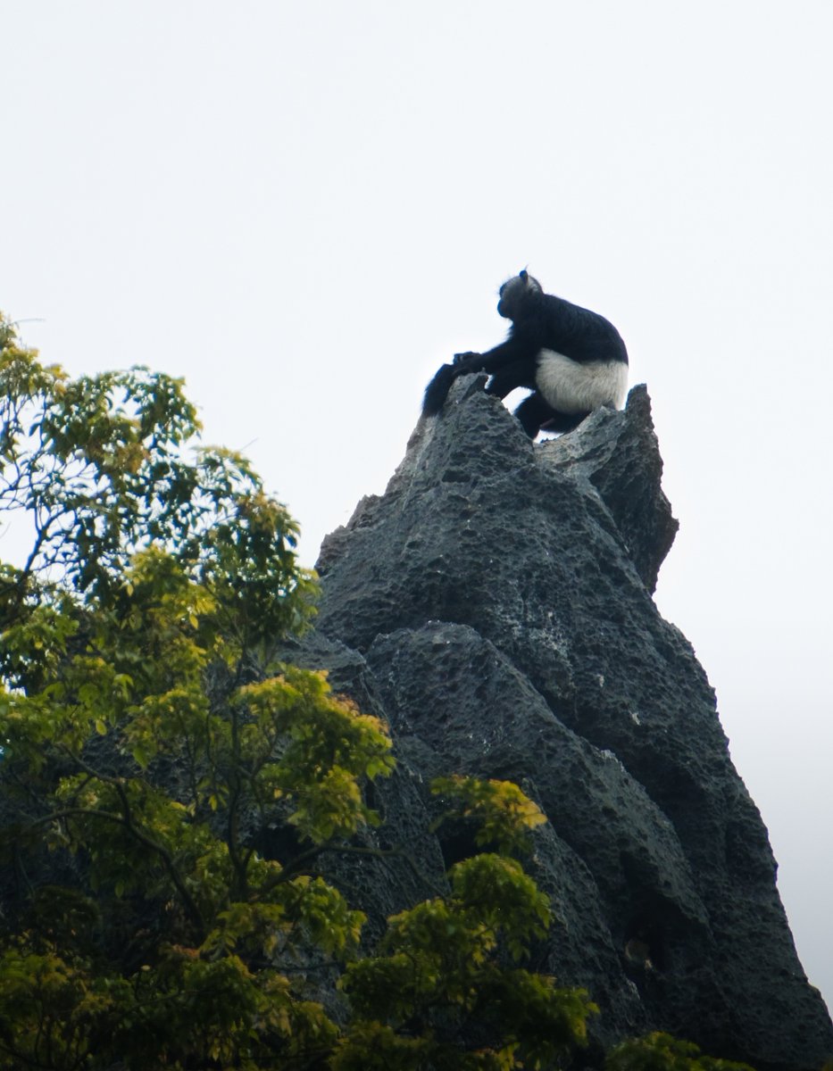 mettecordius's tweet photo. Fewer than 300 Delacour’s langurs remain. In Van Long, Vietnam, I finally saw them: black bodies, white legs, high on limestone cliffs. Rare, calm, and unaware they’re among Earth’s most endangered monkeys. https://t.co/MNnJBXpylr