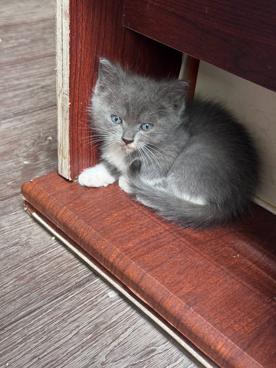 mocha9860's tweet photo. 蓝眼睛小猫咪 https://t.co/o8X2rDX0Wc