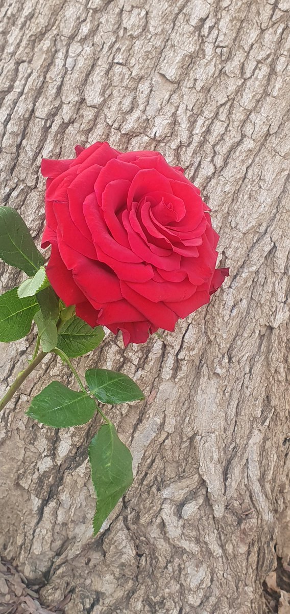 trateell_'s tweet photo. عجزت ادور شبيه يليق بـ أوصافك
حتى القمر ينقصه .. شامه وغمازه❣️.
.
#تصويري
#صباح_الخيـر https://t.co/yrhfpYnIV3