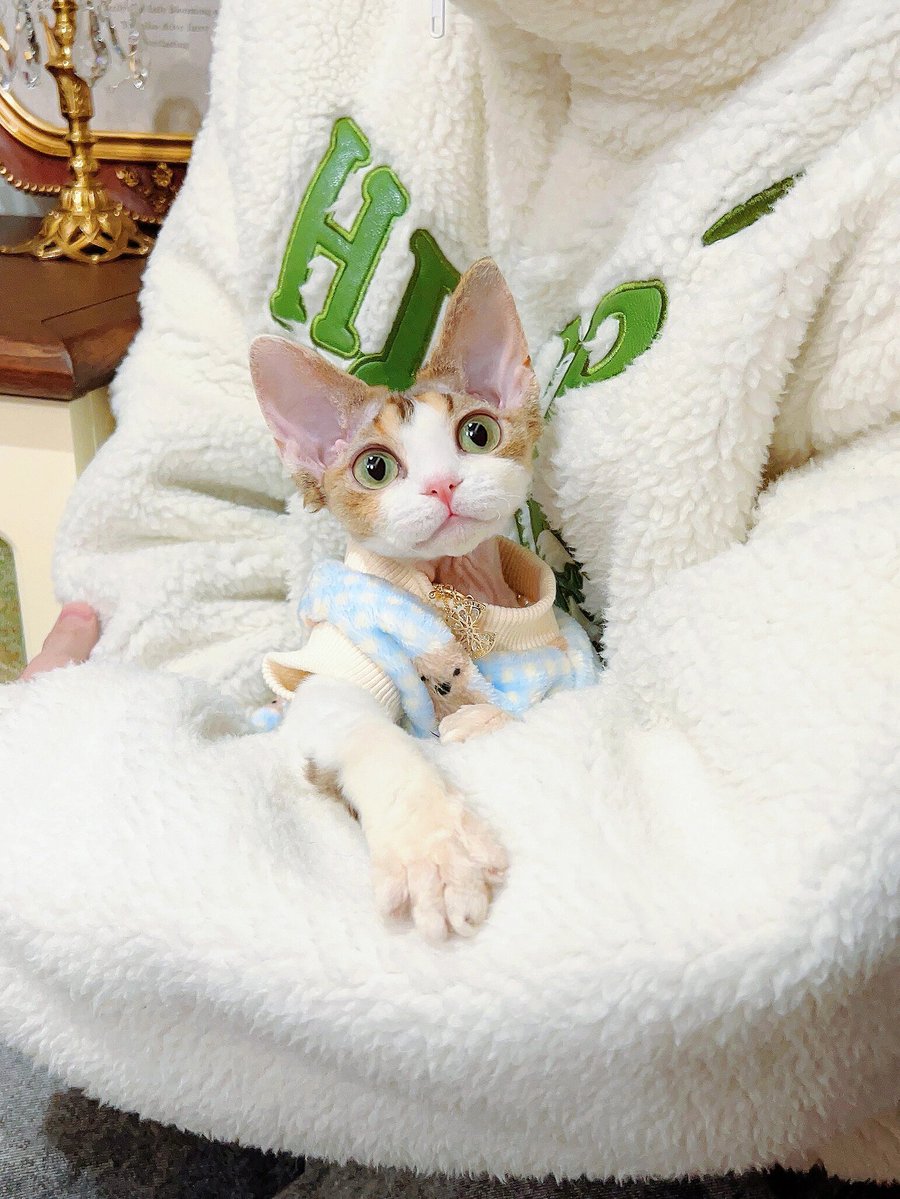 QQ29640285's tweet photo. 今日散歩中に古い��店で秤を見つけた。指先で重さを確かめ、隅に蹿っていた猫がじっとこちらを瞧んできた。 https://t.co/wDpv9uanQO