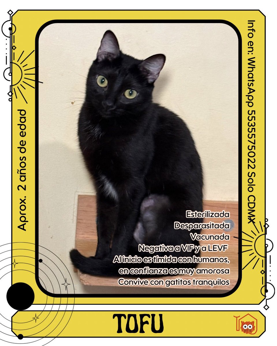 El_gatitoGordo's tweet photo. Adopta un gatito rescatado 🐾📍CDMX 🧡 WhatsApp 5535575022 https://t.co/3y0GqWPPdV