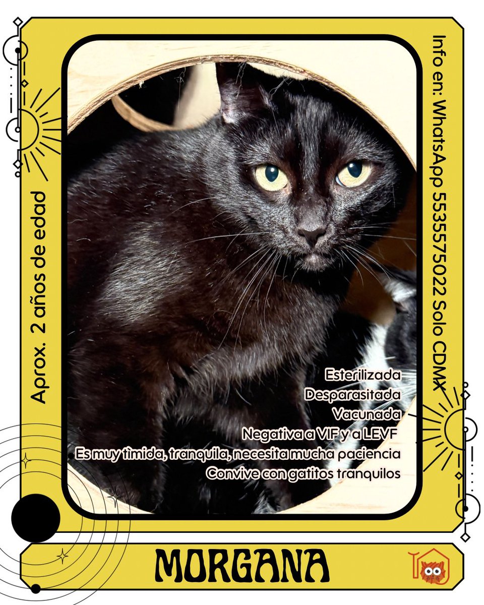 El_gatitoGordo's tweet photo. Adopta un gatito rescatado 🐾📍CDMX 🧡 WhatsApp 5535575022 https://t.co/3y0GqWPPdV