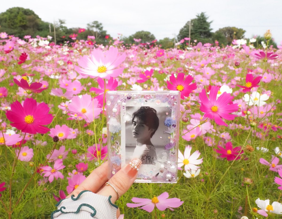 riiyan0916's tweet photo. コスモス見てたらハート発見した(デジャブ)

久しぶりにお花見に行けて癒されました𖤣𖥧𖥣｡𖥧𖧧

#前田拳太郎 https://t.co/6H3x9urnZw