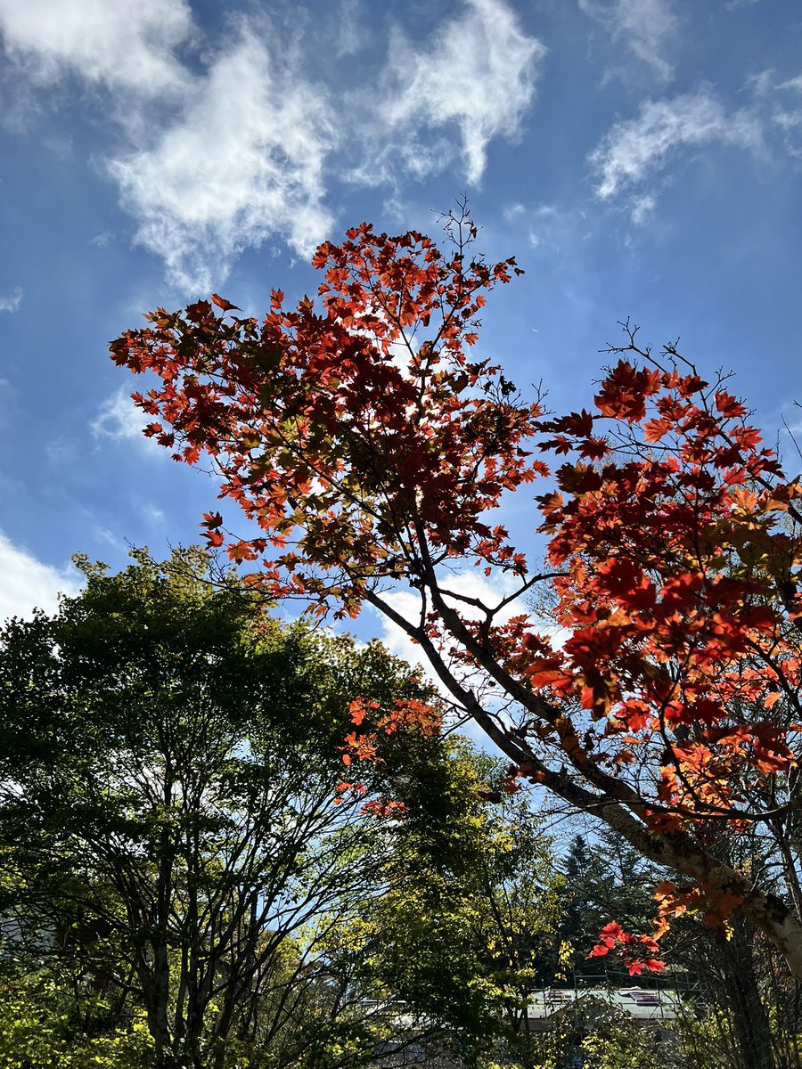 wbv9o's tweet photo. こんにちは😃
今日は、軽井沢レイクガーデンに
行ってきました。
晴れていたので、紅葉など光
輝いてました☺️☺️☺️
#軽井沢 
#風景 https://t.co/It4HKeiFMd