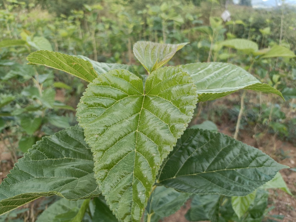 RyleighJerfb7s's tweet photo. 蚕の繭が咲く蚕阑埔で、秋風に揺れる草の音が心地よい https://t.co/eLN0d4ipSu