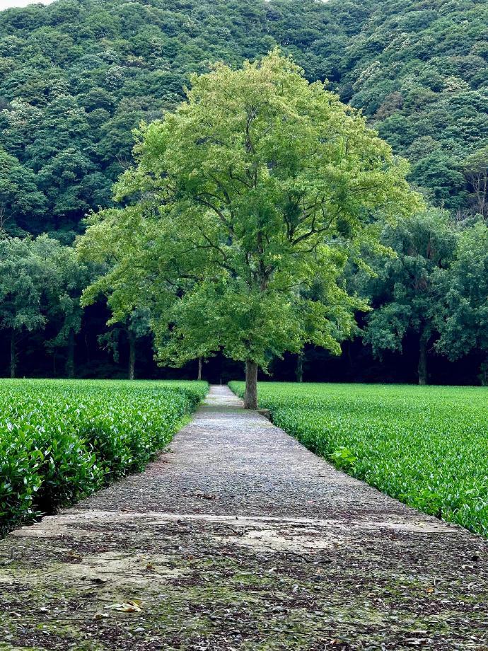 psyche_1983's tweet photo. 寡途感映の風景、寂しさの中に静かな輝きが宿る。 https://t.co/PF2Bdfvshm