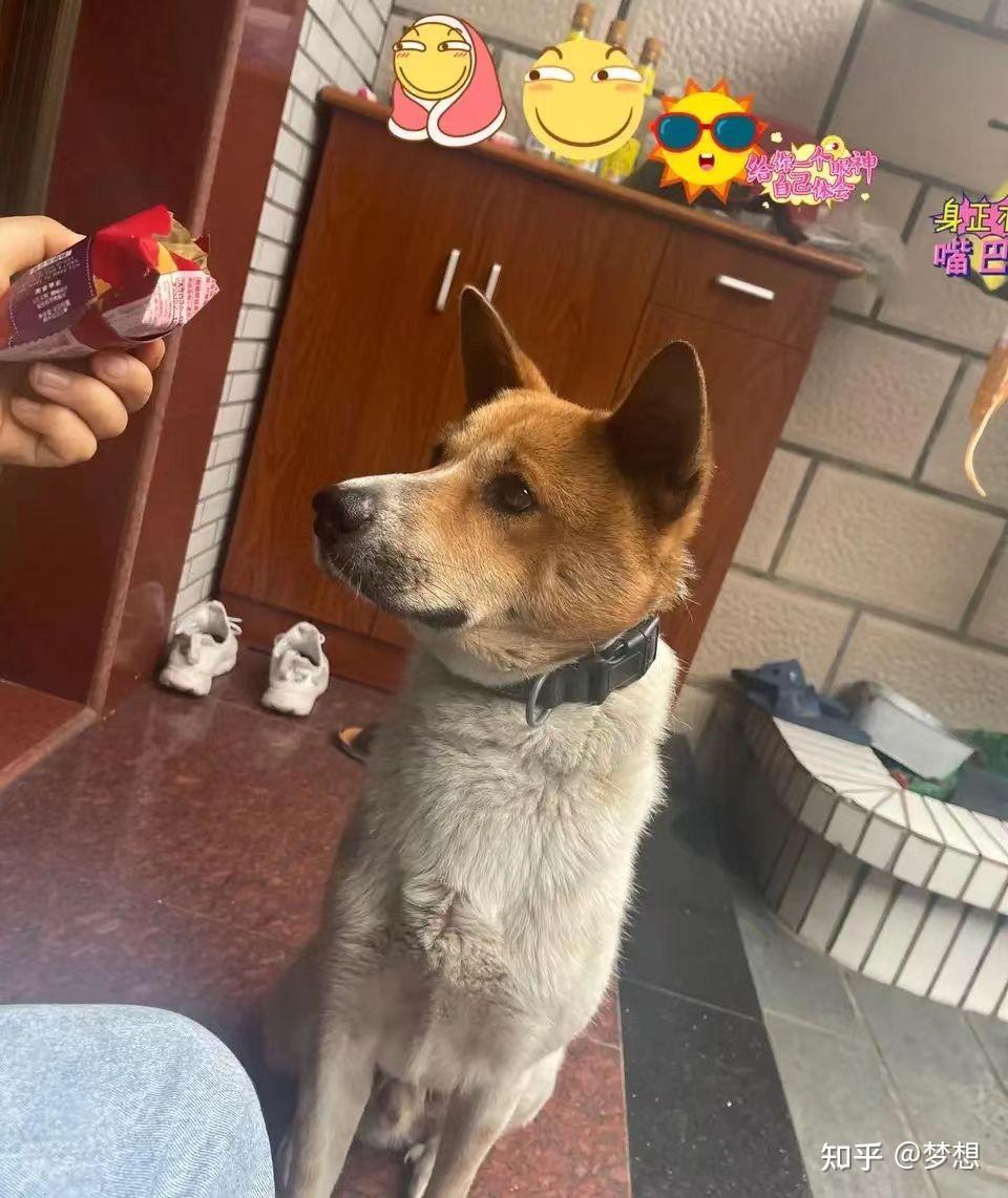 Dwfb0s2tekTIWIY's tweet photo. 愛犬が乙犬瘟になってしまい、本当に心が痛みます。早く回復してほしいです！ https://t.co/fCydtAf5vV